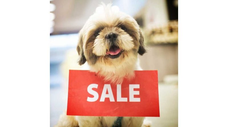 Kauf eines Hundes