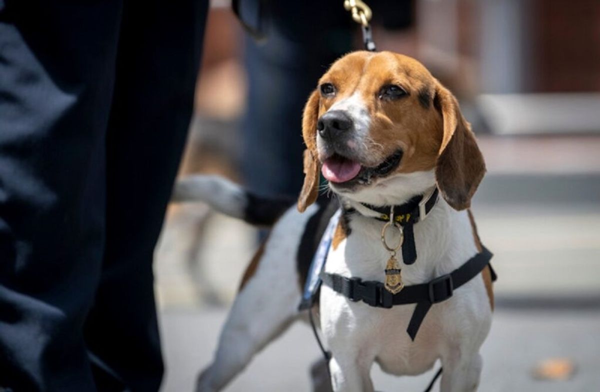 10. Bandagen & Schutzkragen Tipps für die Erziehung