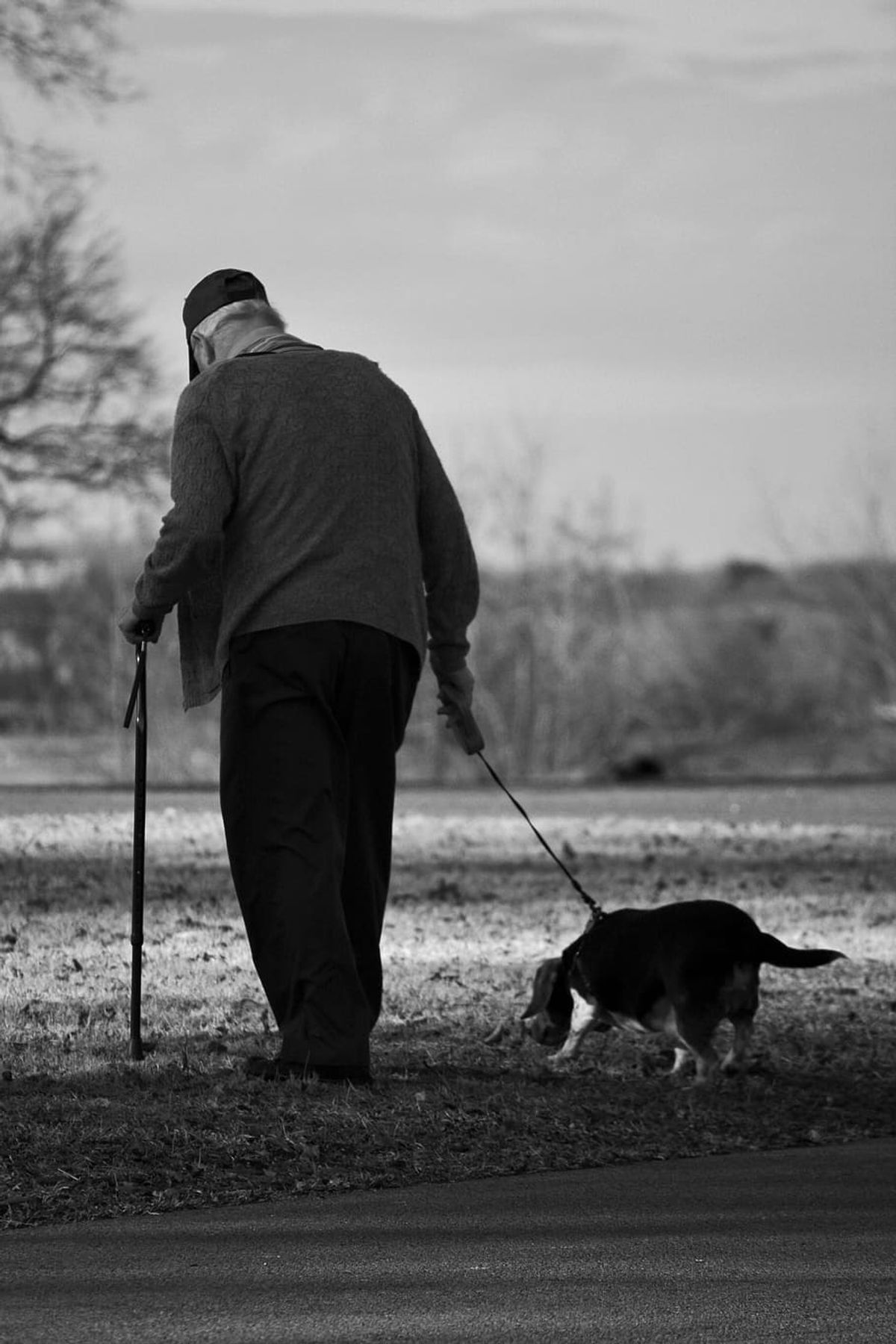 Hunderassen für Senioren - Warum kleine Hunderassen so beliebt sind