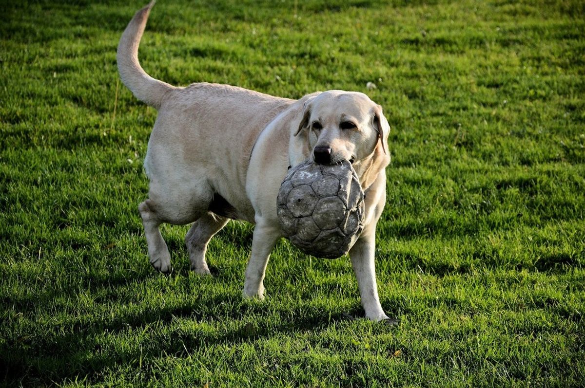 5. FONPOO unzerstörbarer Ball