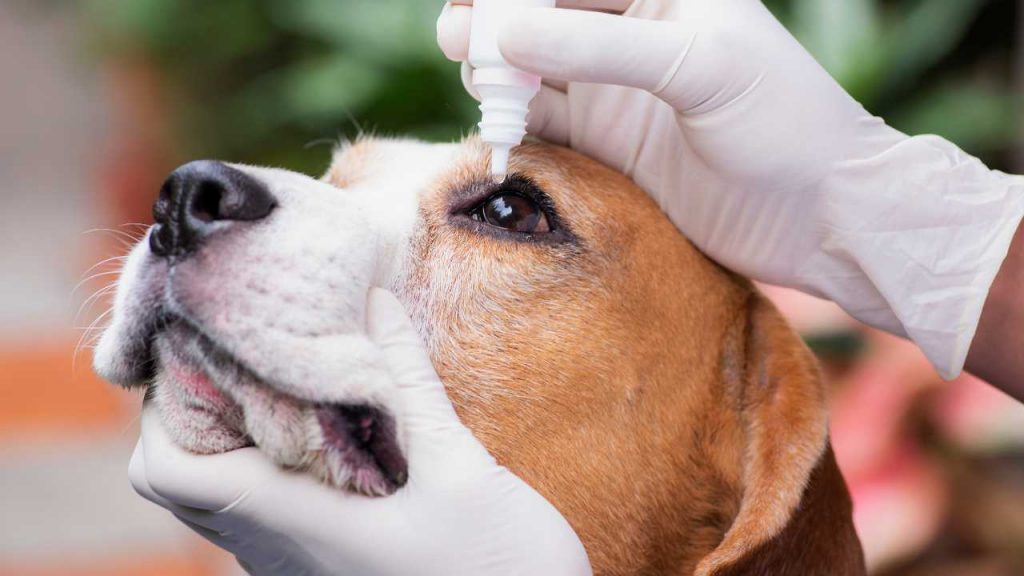 Bindehautentzündung beim Hund Augentropfen