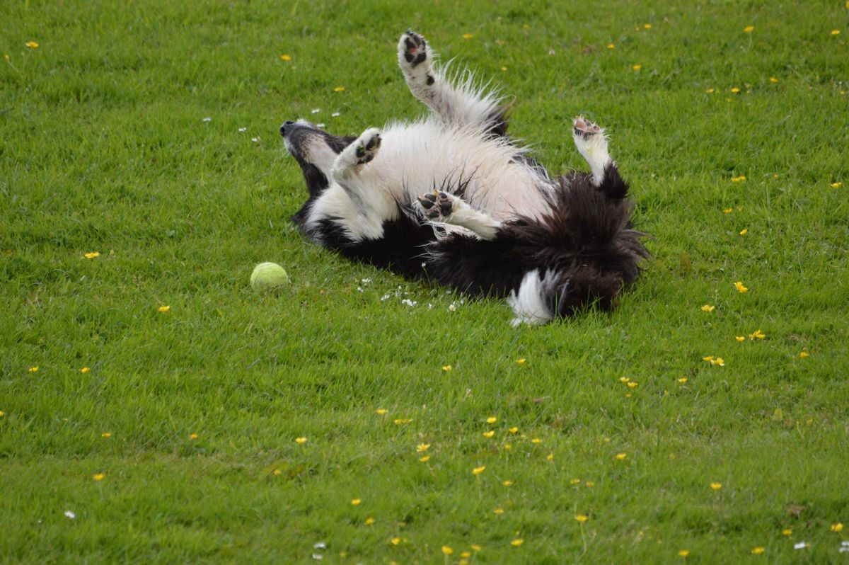 Erfahrungsberichte: Wie Schonkost das Leben von Hunden verändert hat