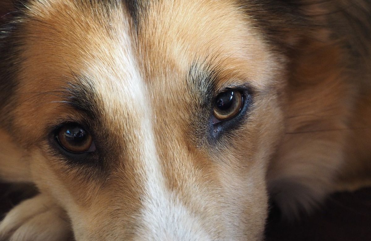 Was hat mein Hund am Auge? Ein kurzer Überblick über Bindehautentzündung