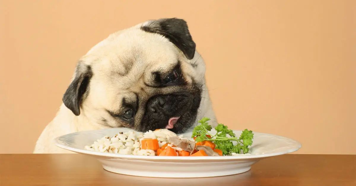 Nassfutter für Hunde - Ernährungstipps für den modernen Hund