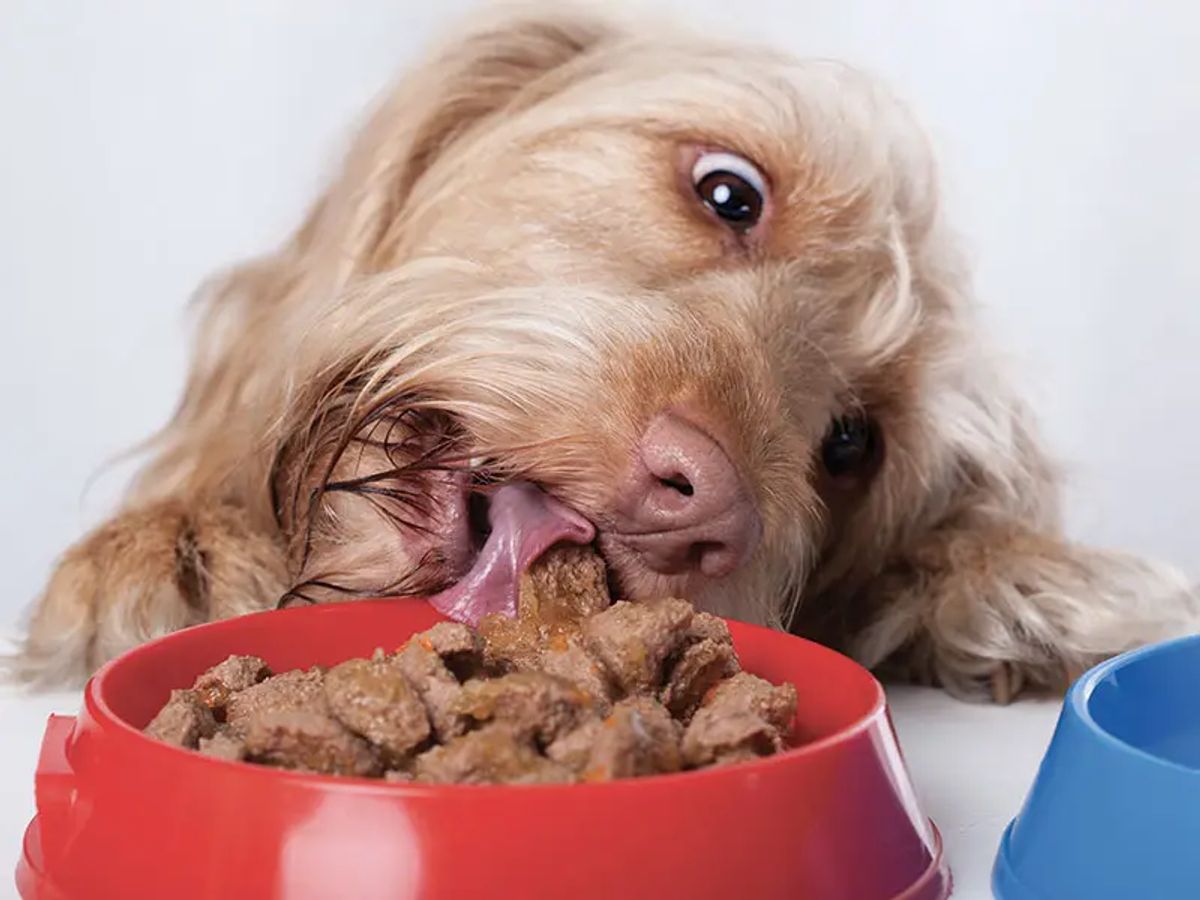 Nassfutter für Hunde - Stiftung Warentest lüftet das Geheimnis