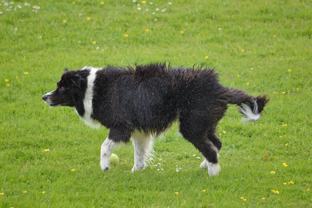 Die Crème de la Crème der Nassfutter-Welt