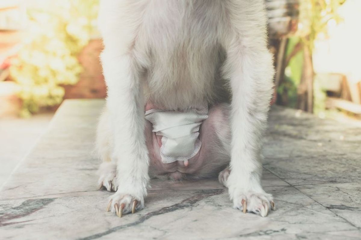 Ein Rätsel auf vier Pfoten: Was ist ein Kreuzbandriss?