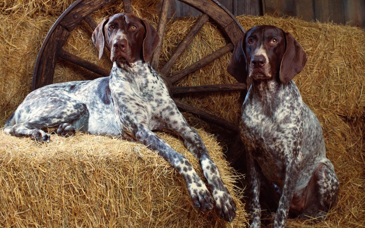 Ein Blick hinter die Kulissen: Das Jagdmagazin