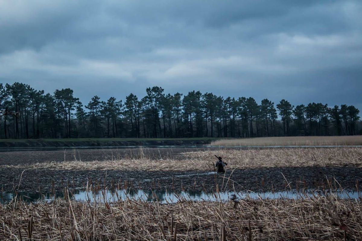 Jagdhunde: Die treuen Begleiter mit Nase und Verstand