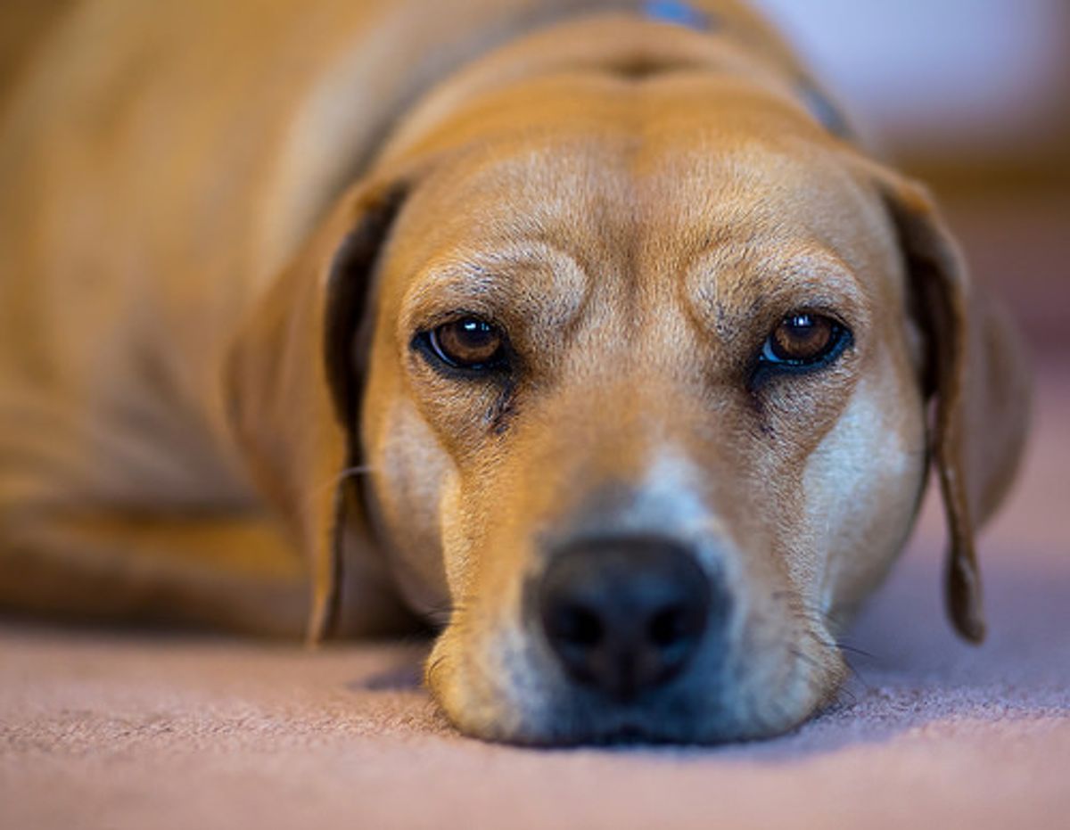 Wie oft sollte man den Wurm-Exodus wiederholen?