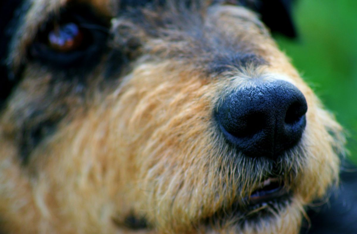 Verstopfung bei Hunden: Was tun?