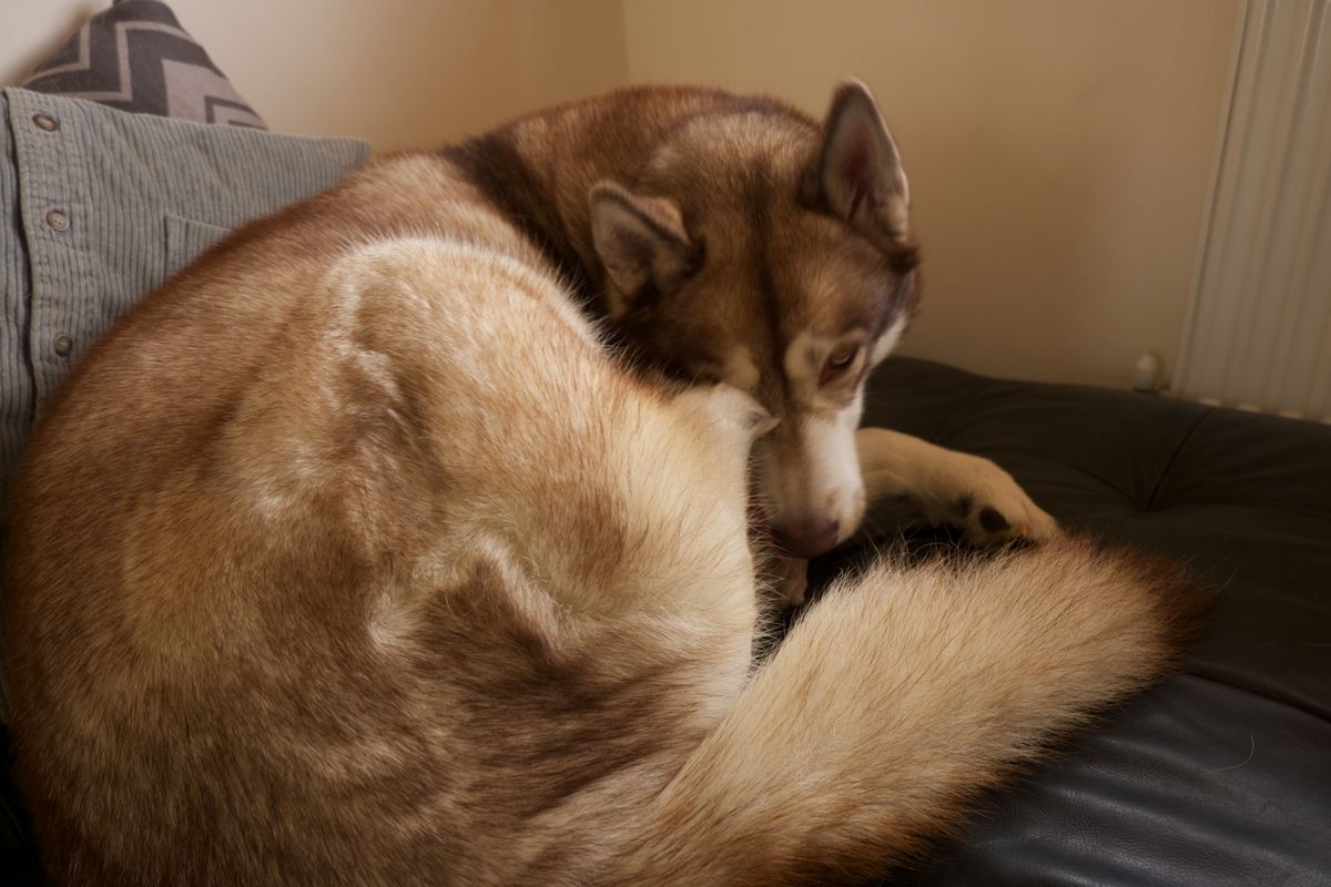 Juckreiz Deluxe: Was tun, wenn es den Vierbeiner kratzt?