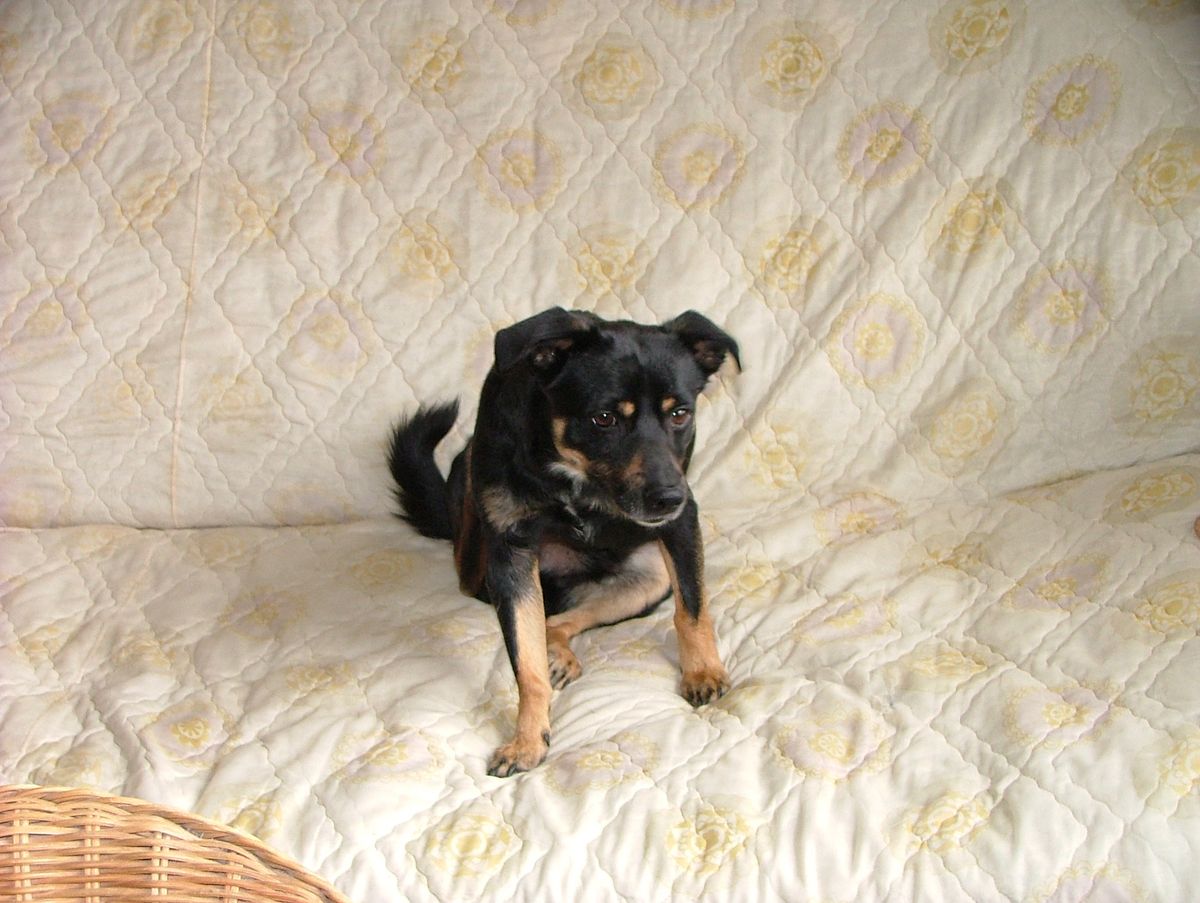 Die Wunderwaffe Schwarzkümmelöl: Ein Mythos?