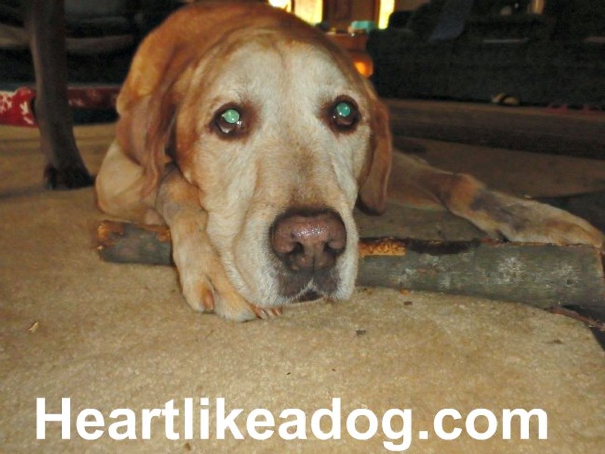 Wenn der Hund mehr kratzt als bellt: Ursachenforschung