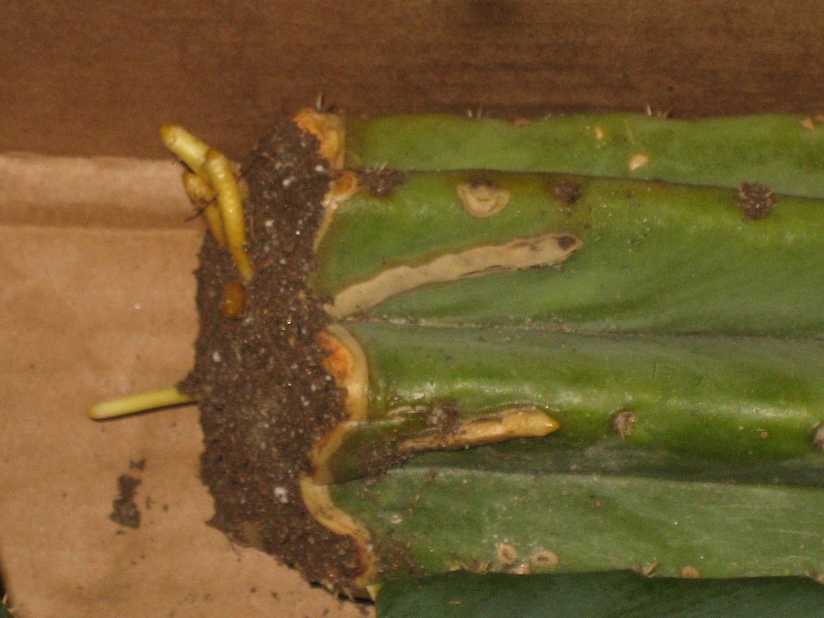 Ein Hoch auf die Prävention: So halten Sie die Biester fern