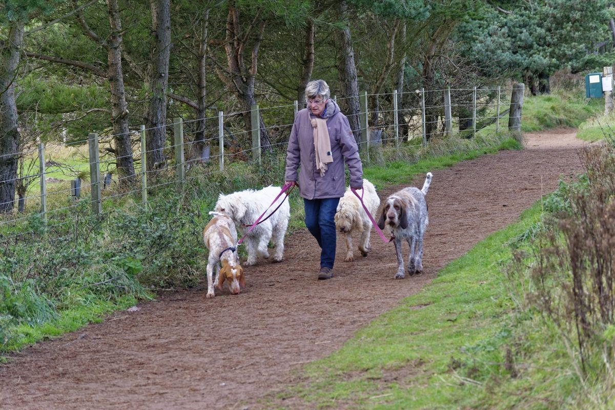 Leben mit Hund: Mehr als nur Gassi gehen