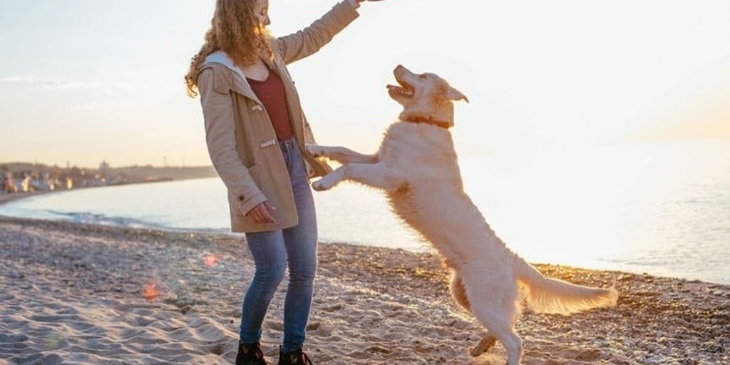 Hundekrankheiten vermeiden - dog playing