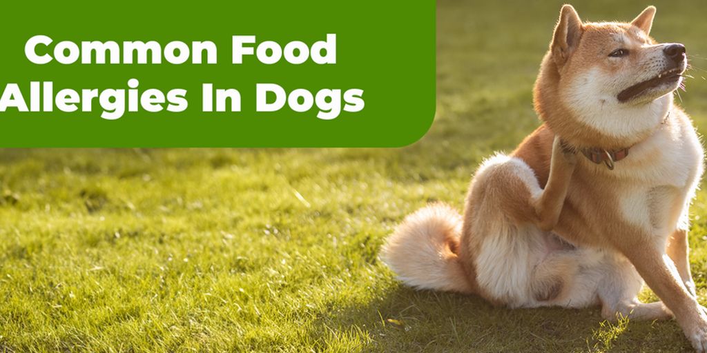 Hundeernährung bei Allergien - dog food allergies