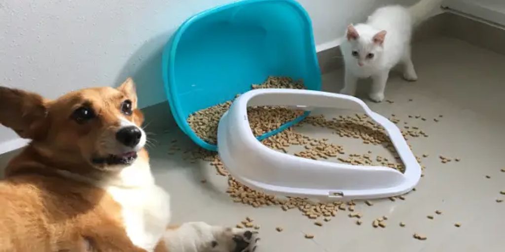 Hund frisst Kot - dog eating poop