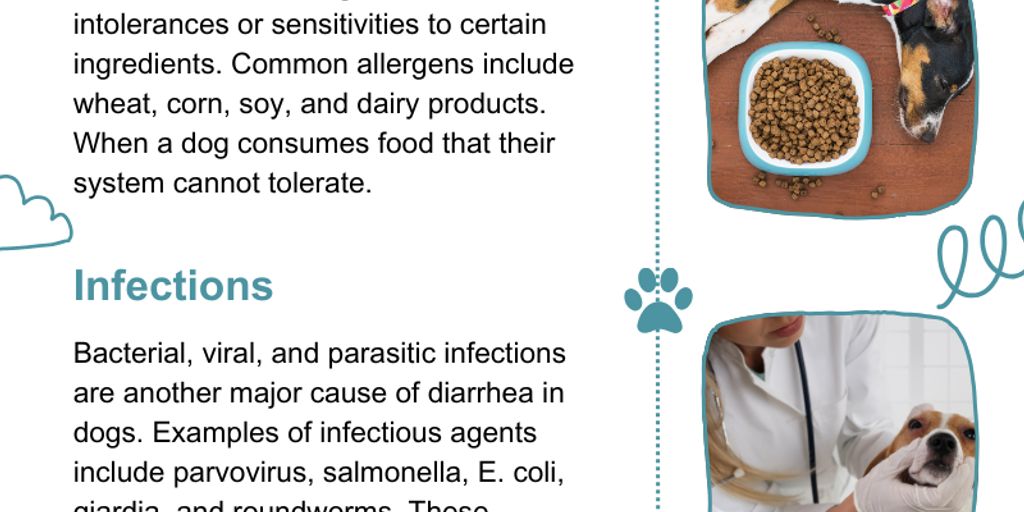 Hund hat Durchfall - dog with diarrhea