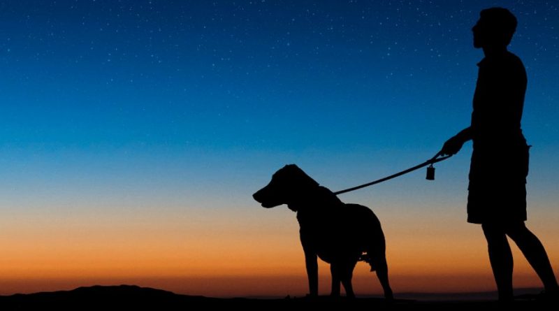 Warum bellt mein Hund nachts plötzlich?