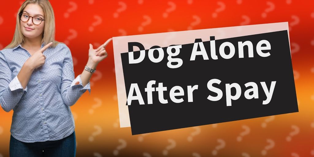 Welpe alleine lassen - puppy alone