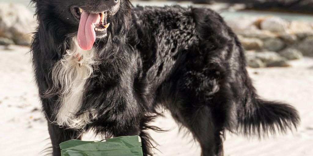 Hund abnehmen - dog on a diet