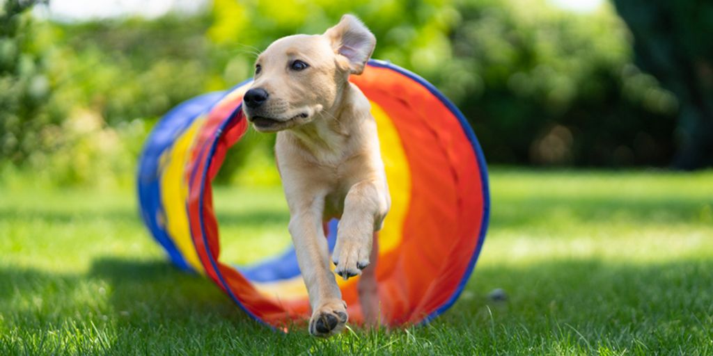 DIY dog toy agility obstacles cardboard