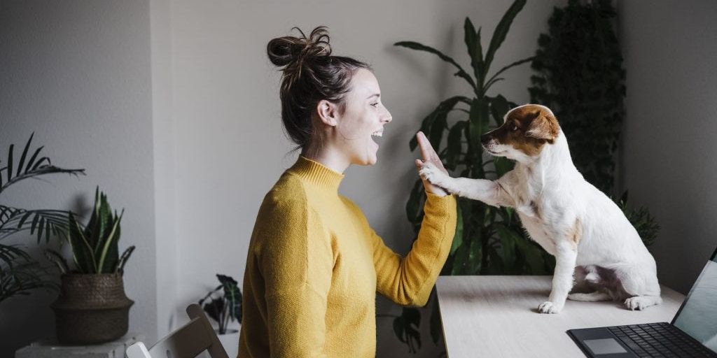 Stubenreinheit - puppy house training