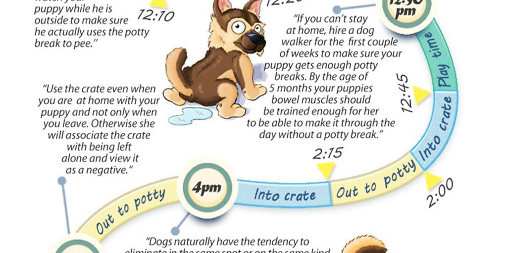 Stubenreinheit - puppy house training routine