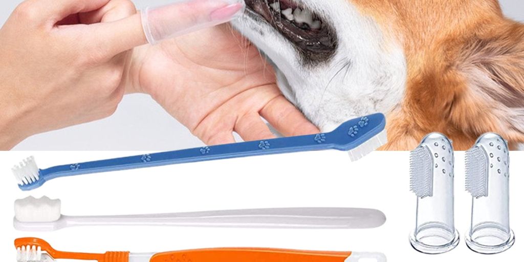 Hund Zahnpflege Tipps - dog toothbrush