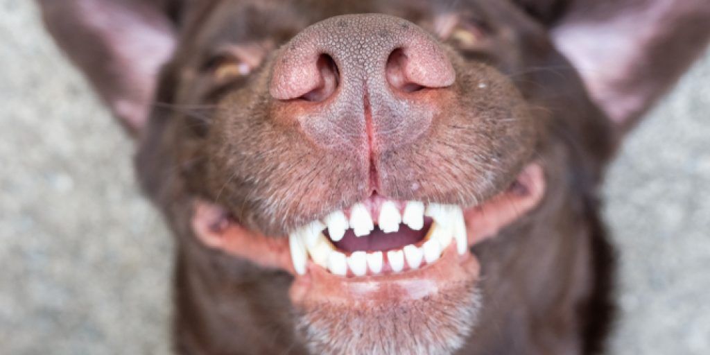 dog dental care