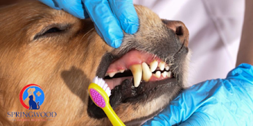 dog dental care