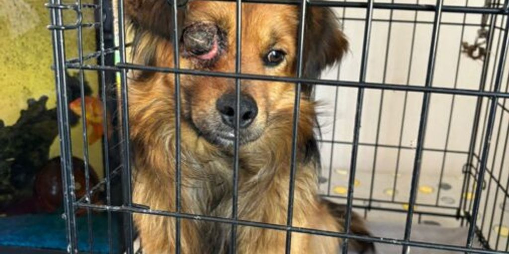 Hund rote Augen - dog with red eyes at vet
