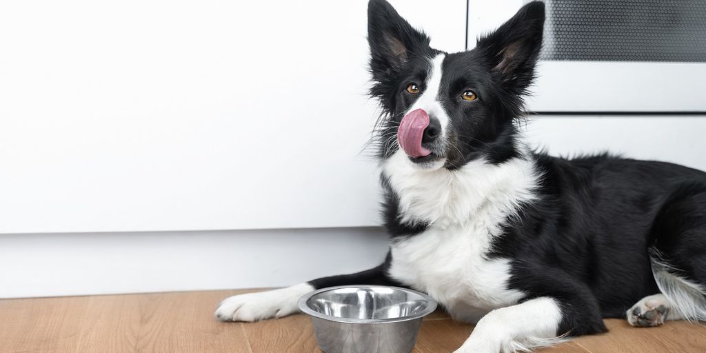 dog with red eyes at vet