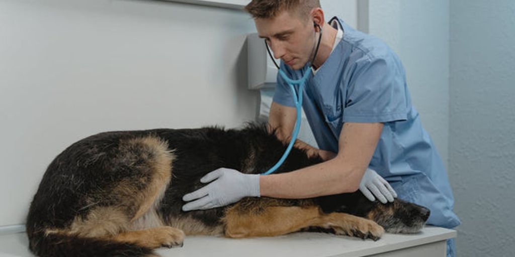 Hundegesundheit - dog first aid