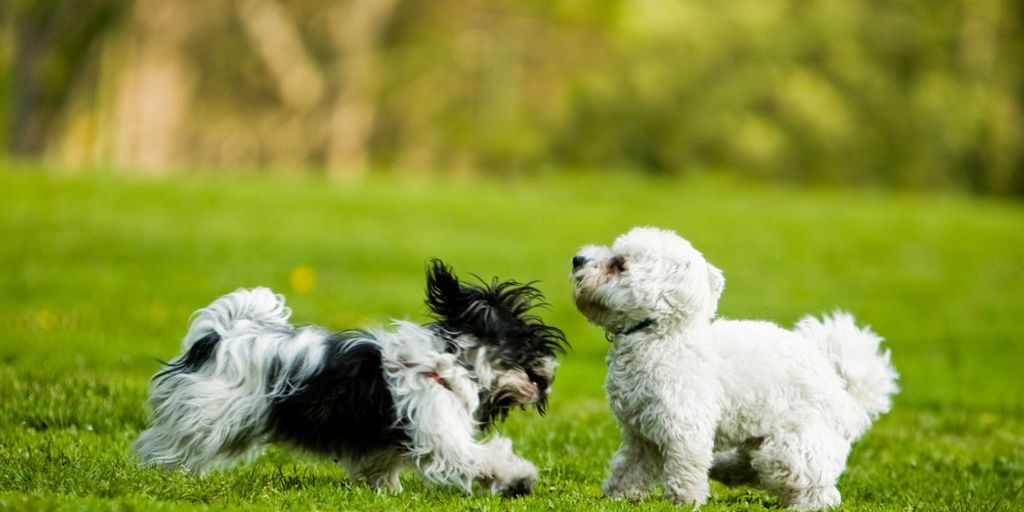 dog and poisonous plants