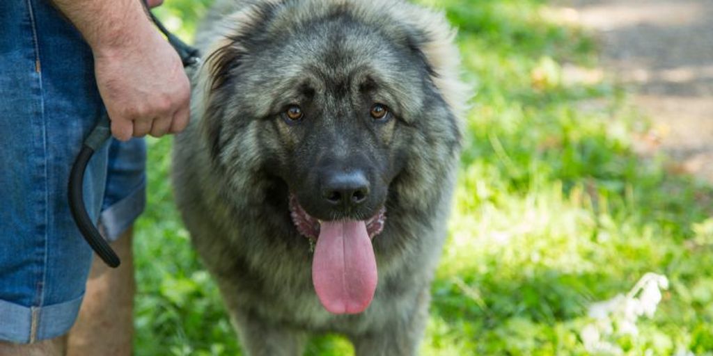 healthy dog with shiny coat